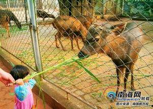 海南动物园爆料案件最新  第2张