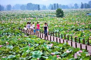 莲花县最新爆料,揭秘当地发展新动态与民生亮点 第1张 莲花县最新爆料,揭秘当地发展新动态与民生亮点 第1张